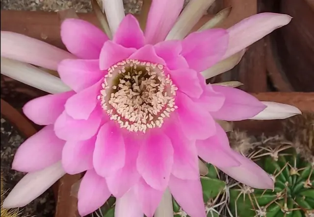 ROSA Knigin der Nacht Kaktus - Buchkirchen