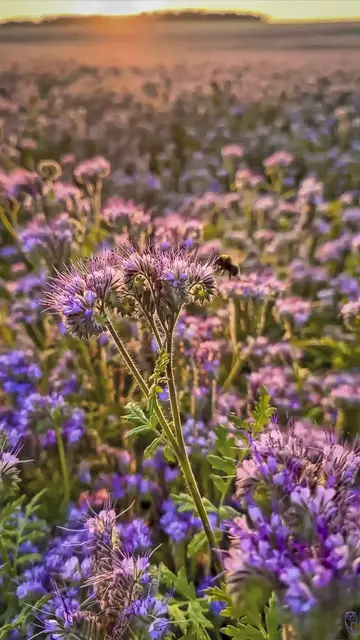 Foto: Glaser
Bienenfreund, Phacelia
