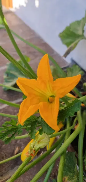 ...Blüte 