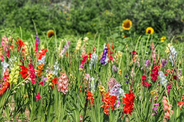 Blumenfeld bei Leobersdorf  | Foto: Anton Kroh 