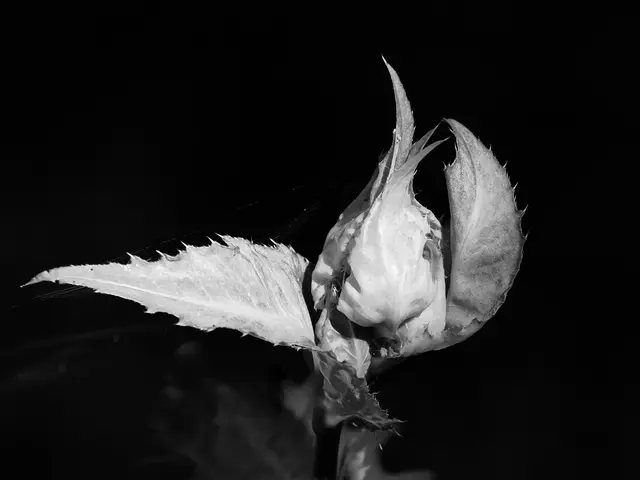 Grafische Formen in der Natur - hier reduziert auf Schwarz-Weiß, fotografiert bei St.Veit a.d.Triesting.  | Foto: Anton Kroh 