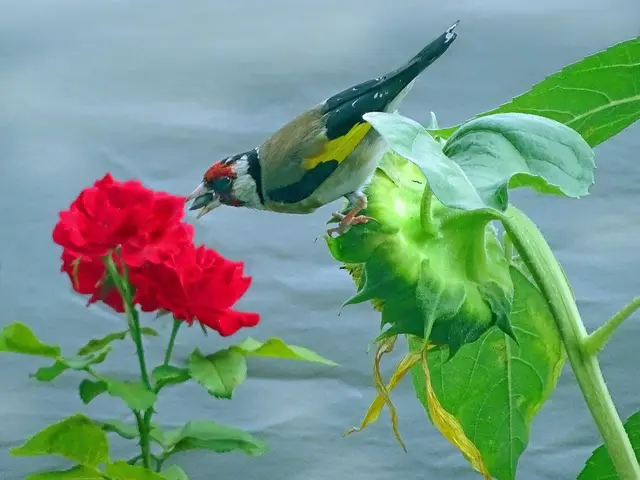 "Die treuen - gefiederten Besucher auf unserer Terrasse in Wilten - sind heuer schon ein Monat fleißig beim Sonnenblumenkerne knacken! Jeden Tag sind zwei Stieglitzfamilien - zu unserer Freude - am Werk!", schreiben unsere Leser Brigitte und Helmut. | Foto: Brigitte Schilcher &amp; Helmut Leisz