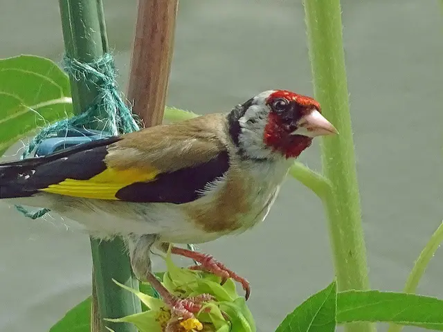 "Die treuen - gefiederten Besucher auf unserer  Terrasse in Wilten - sind heuer schon ein Monat fleißig beim Sonnenblumenkerne knacken! Jeden Tag sind zwei Stieglitzfamilien - zu unserer Freude - am Werk!" schreiben unsere Leser Brigitte und Helmut. | Foto: BRIGITTE SCHILCHER &amp; HELMUT LEISZ