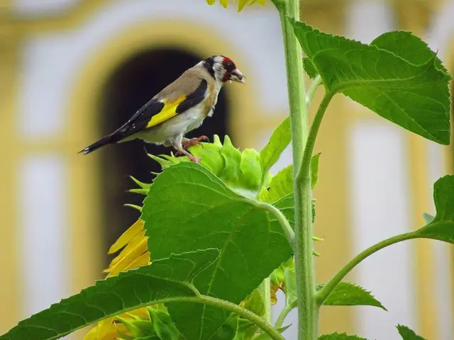 "Die treuen - gefiederten Besucher auf unserer Terrasse in Wilten - sind heuer schon ein Monat fleißig beim Sonnenblumenkerne knacken! Jeden Tag sind zwei Stieglitzfamilien - zu unserer Freude - am Werk!" schreiben unsere Leser Brigitte und Helmut. | Foto: Brigitte Schilcher &amp; Helmut Leisz