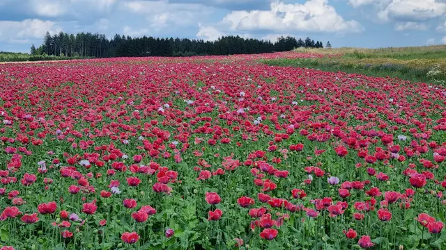 19.07.2025 blühendes Mohnfeld bei Lugendorf. Den Hinweis dazu gab es im "Mohndorf" Armschlag. 
Es war ein schöner und informativer Ausflug
