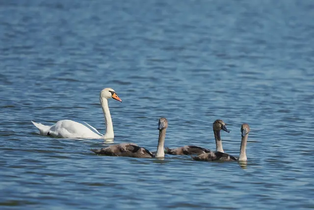 Einen Schwanenfamilie zog ihre Kreise auf dem Schönauer Teich. | Foto: Anton Kroh 