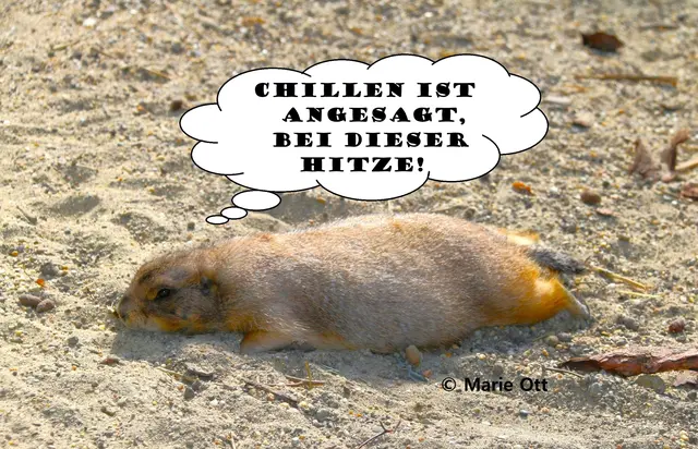 Chillen ist angesagt, bei dieser Hitze!