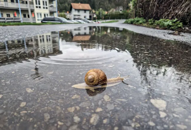 Langsam aber sicher im Schneckentempo geht's voran. 