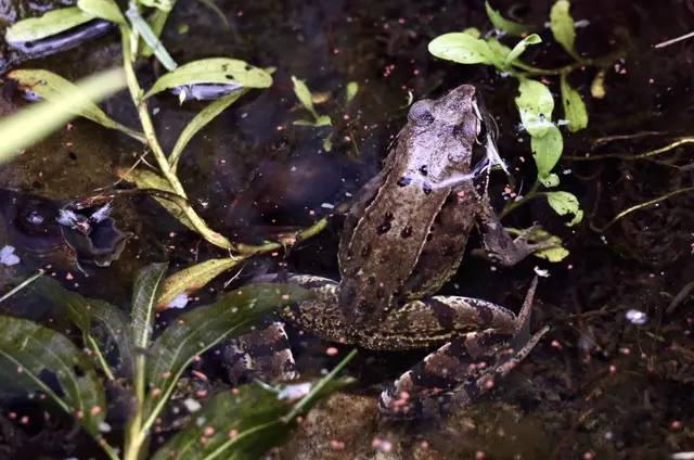 ... beehrt uns auch heuer wieder ein Springfrosch | Foto: Friedrich Toussaint