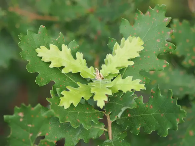 Entdeckt bei Hölles am Waldrand.  | Foto: Anton Kroh 