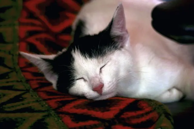 Foto: Friedrich Toussaint