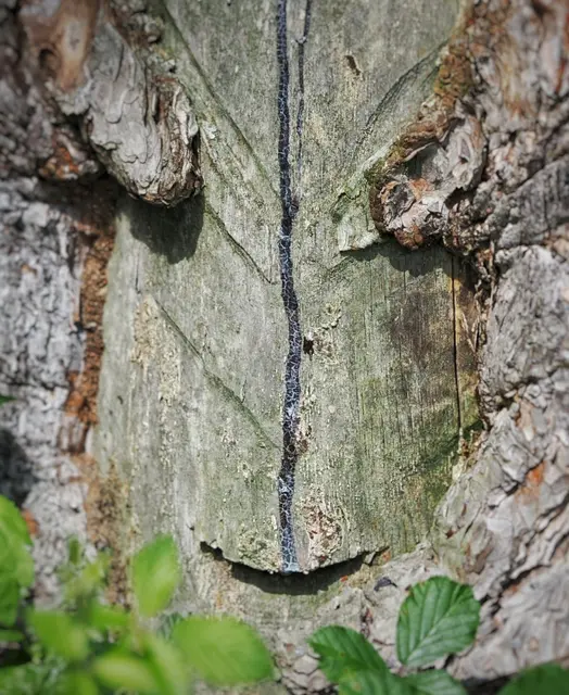 Wie eine Maske wirkt diese Teilansicht eines Pecherbaumes, entdeckt oberhalb von St.Veit a.d.Triesting. | Foto: Anton Kroh 