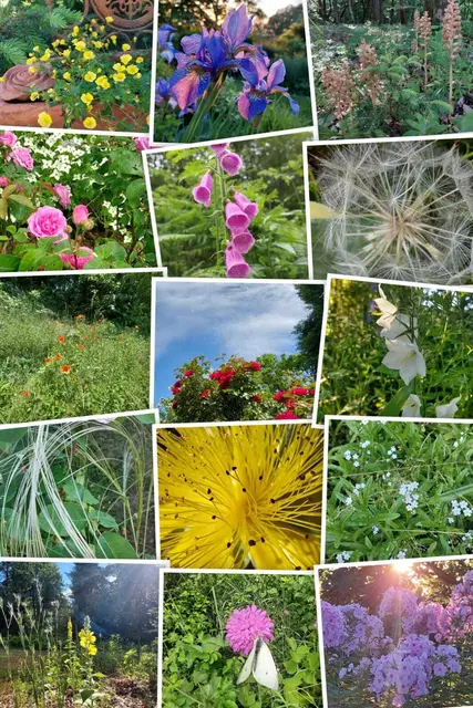 ...die Farben des Sommers - "speichern" wir sie für Zeiten in denen es dann eher kühl und dunkel ist...🌞🌻🌞

 | Foto: Monika Petanovitsch