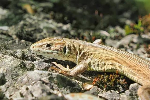 Mit viel Glück konnte ich eine junge Smaragdeidechse auf dem Eichkogel beobachten. Sie hatte ihre letzte Häutung noch nicht lange hinter sich.  | Foto: Anton Kroh 