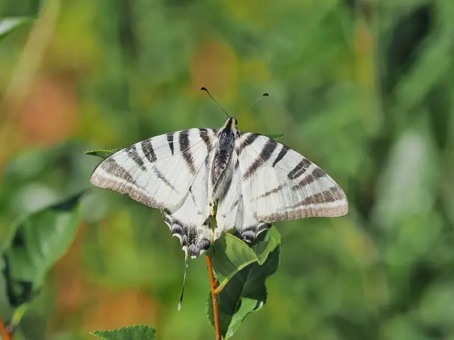 Dieser schöne Segelfalter, der hier auf dem Eichkogel in der Sonne sitzt, hat leider schon eines seiner Schwanzenden verloren. | Foto: Anton Kroh 