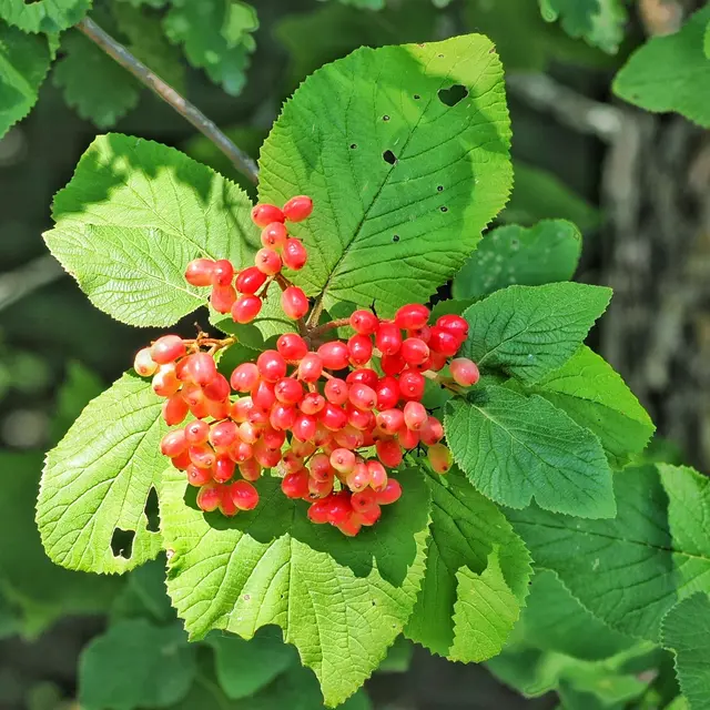 Wolliger Schneeball,  bei Hernstein  | Foto: Anton Kroh 