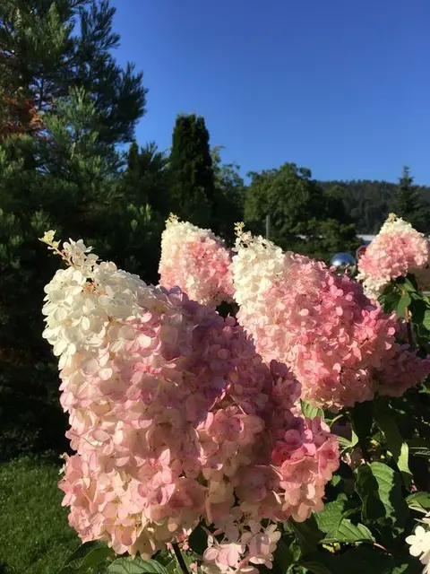 Zauberhafte Blüten ohne Zahl, erfreuten mich am gestrigen, hochsommerlichen Tag, in Pörtschach am Wörthersee!