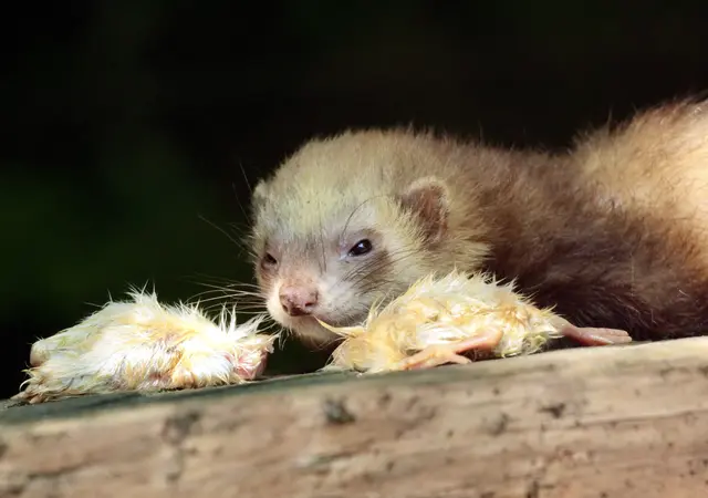 Das ist mein Mittagessen! | Foto: Friedrich Toussaint