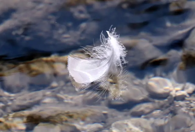 ... im Wasser schwimmt. | Foto: Friedrich Toussaint