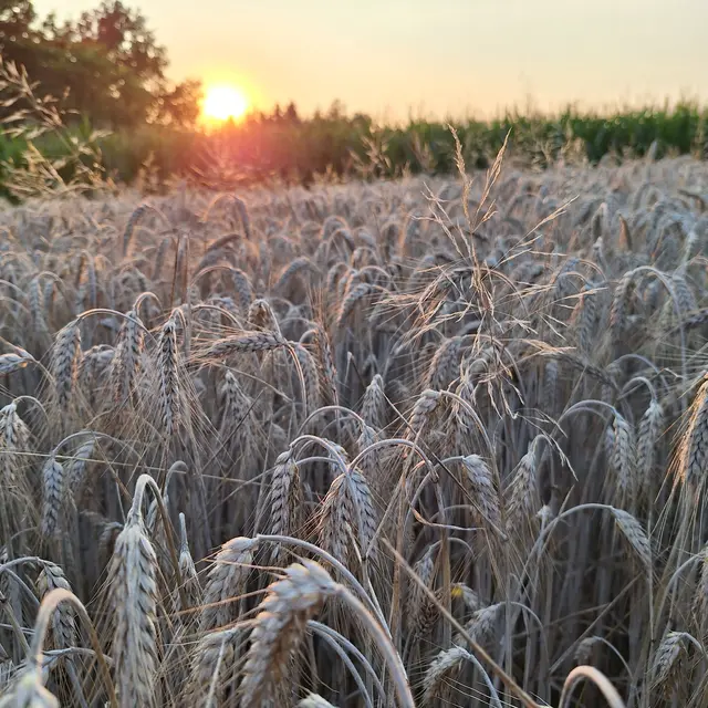 Sonne am Abgang,  laue Luft ohne insektengewühle. | Foto: Sibylle 