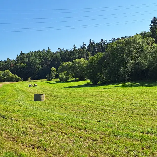 Das Gras-Heu für Tiere,  unteranderem auch als gesundheitlichen zwecken-Heubad... | Foto: Sibylle 