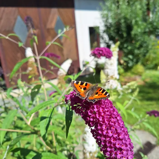 Bunt schnell elegant.... | Foto: Sibylle 