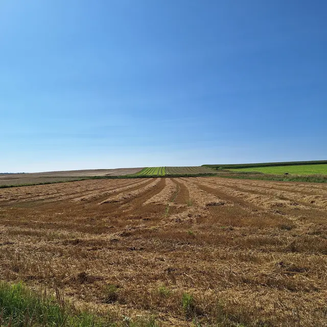 Geerntet , für Lebensmittel gezeugt, und auf der Erde sehr wichtig | Foto: Sibylle 