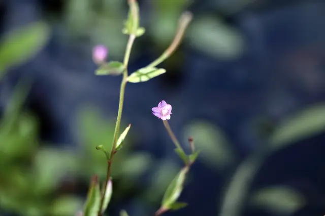 ... kann erfreuen1 | Foto: Friedrich Toussaint