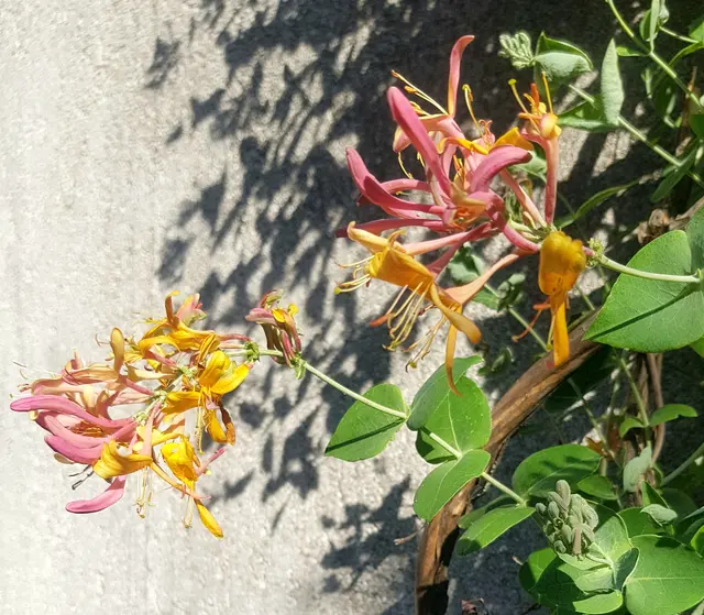 Lonicera.