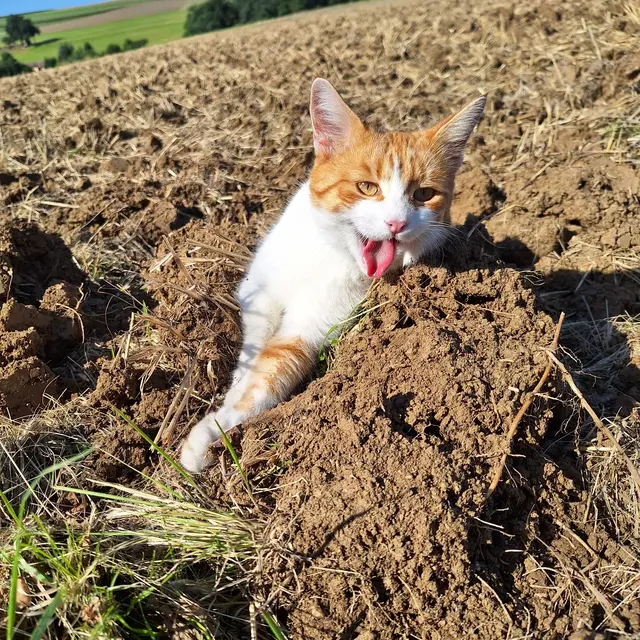 Dieser Kater schloss sich an mir ran (unbekannterweise)zum spaziergang...da war ich nicht alleine...er wusste nicht wie weit ich ging... | Foto: Sibylle 