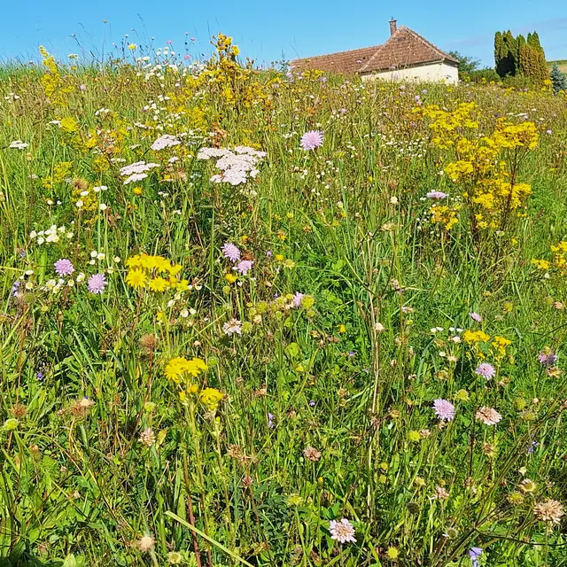 Herrlich in den Herbst hinein, so bunt vielseitig... | Foto: Sibylle 