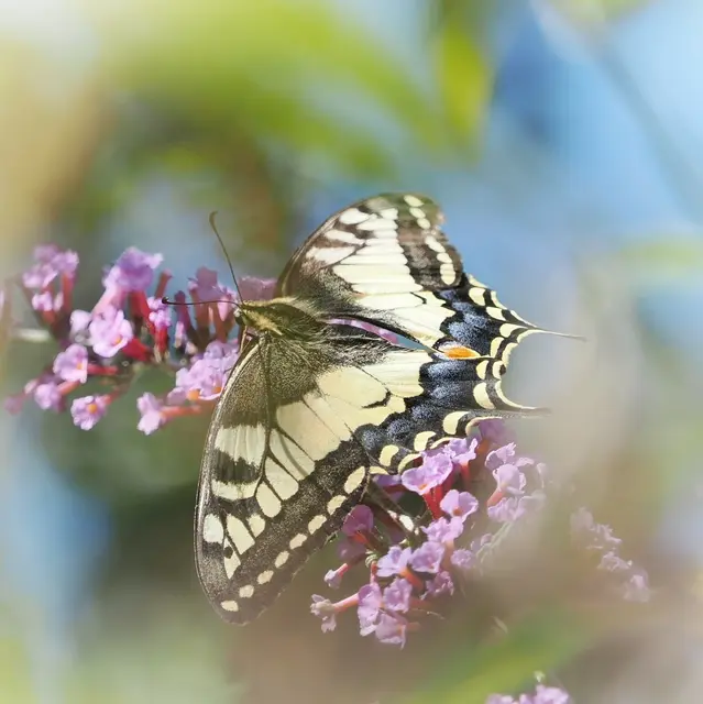 Entdeckt bei Gainfarn  | Foto: Anton Kroh 