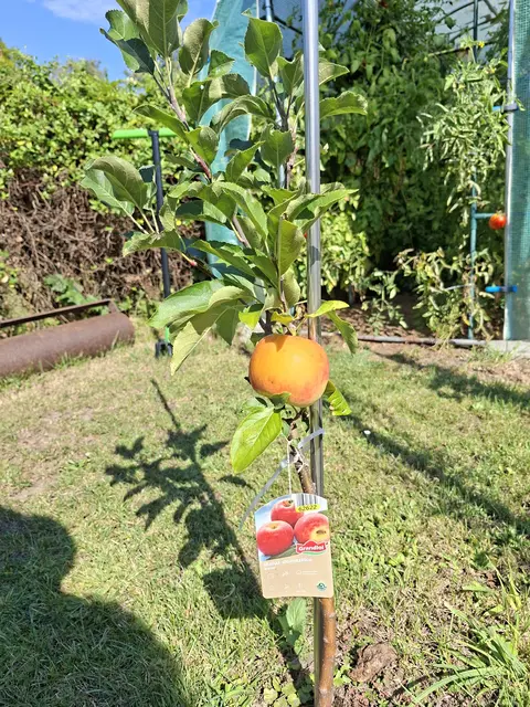 Gepflanzt im Mai 2025 und schon eine Kostprobe ...