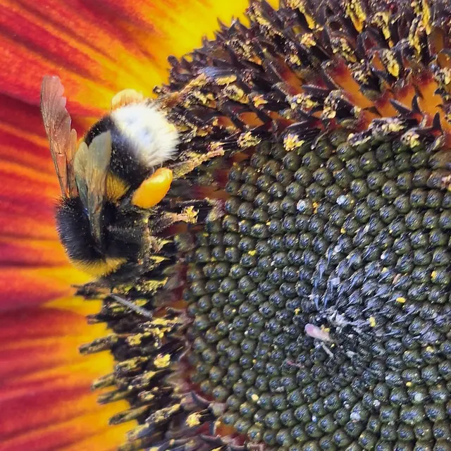 Ihr seid so tüchtig, und erschafft mit euren fusserln ,,auf die und die Blume eine lebende Bestäubung damit es bunt bleibt auf der Erde. Danke | Foto: Sibylle 
