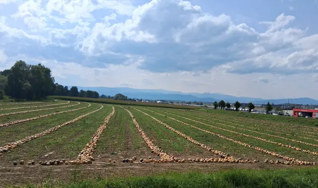 Bald gibt,s wieder ein frisches Kernöl die Ernte hat begonnen wie hier im Laßnitztal bei Wettmannstätten !
