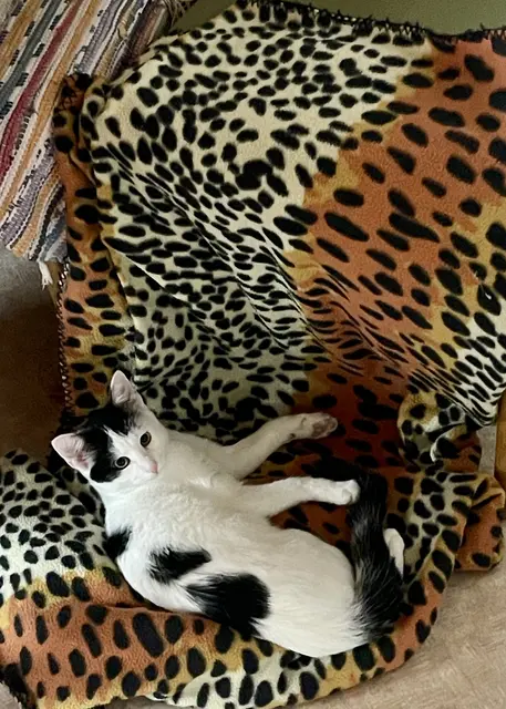 … die Decke zurechtgelegt! | Foto: Friedrich Toussaint