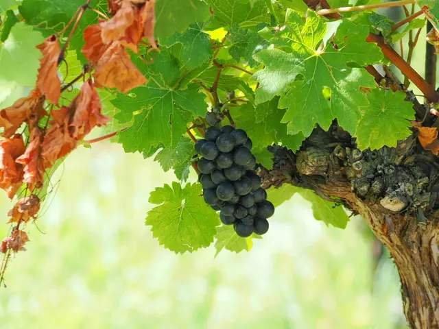 In einem Weingarten auf dem Lindenberg bei Leobersdorf  | Foto: Anton Kroh 
