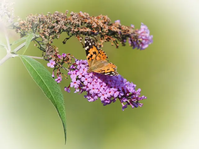 Entdeckt bei St.Veit a.d.Triesting  | Foto: Anton Kroh 