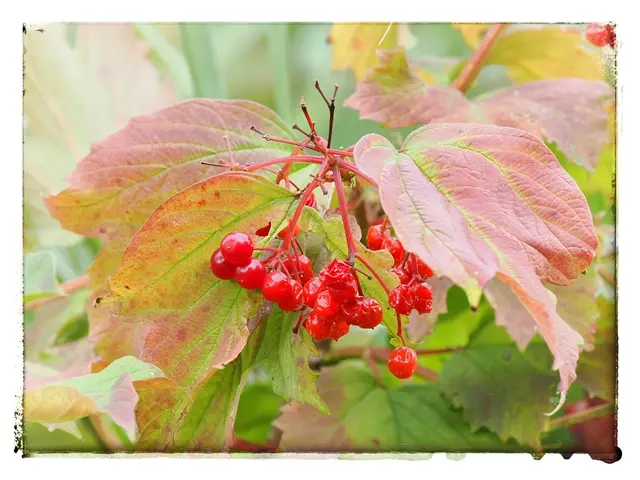 Bei Schönau a.d.Triesting  | Foto: Anton Kroh 