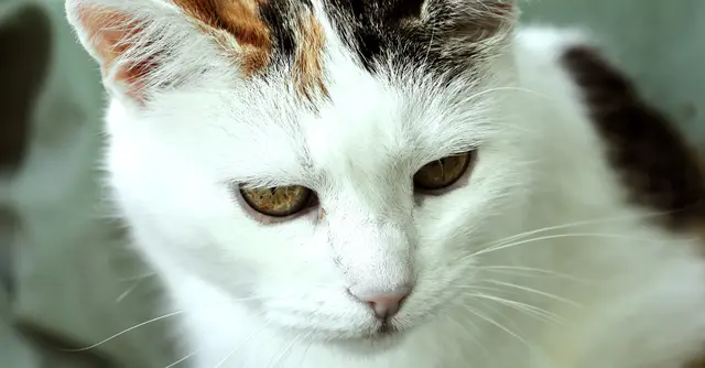 So viel Freude uns unser Jungkater macht, unsere Mucki ist nicht vergessen! | Foto: Friedrich Toussaint