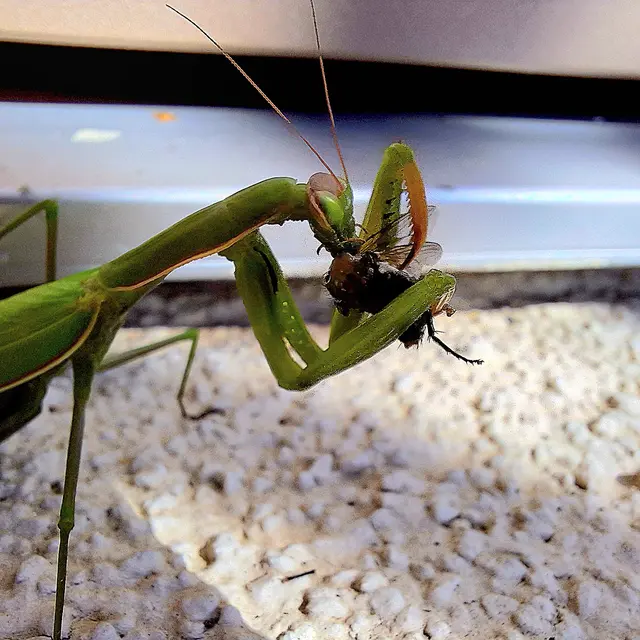 Diese verzerrt eine Fliege. | Foto: Sibylle 