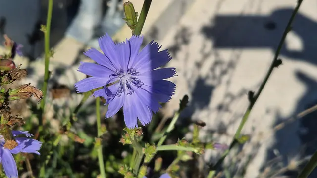 19.09.2025 diese Blüten hat schon jeder gesehen !
Die Gemeine Wegwarte oder Gewöhnliche Wegwarte (Cichorium intybus) blüht von Juni bis Oktober.
Überall an den Wegrändern zu sehen! 

https://de.wikipedia.org/wiki/Gemeine_Wegwarte
https://naturschutzbund-ooe.at/newsreader-533/items/mehr-als-nur-gruen-die-gewoehnliche-wegwarte.html
