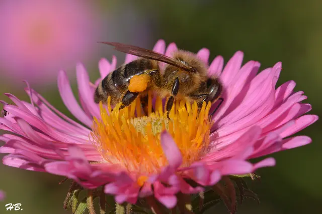 Bienchen auf Herbstaster  --  wohl auch zum heutigen Herbstbeginn