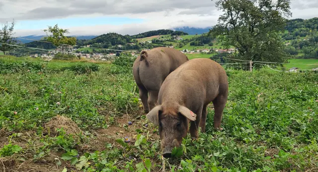 Beim Zwetschgenklauben sind sie dabei, die Zwei, zumindestens beim Naschen 🐷🐷