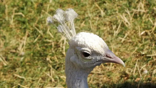 Der weiße Pfau, ein liebenswerter Mutant! ... 
Weitere Bilder und Infos im Beitrag ...  &gt;&gt;&gt; Link zum Bildbericht | Foto: © Silvia Plischek