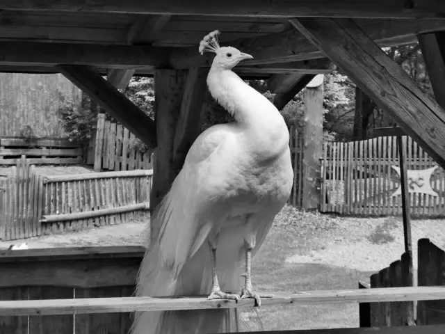 Der weiße Pfau, ein liebenswerter Mutant! ... 
Weitere Bilder und Infos im Beitrag ...  &gt;&gt;&gt; Link zum Bildbericht | Foto: © Silvia Plischek