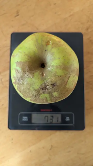 Dieser Apfel aus unserem Garten gewinnt zwar keinen Schönheitspreis, aber stattlich ist er wohl! 