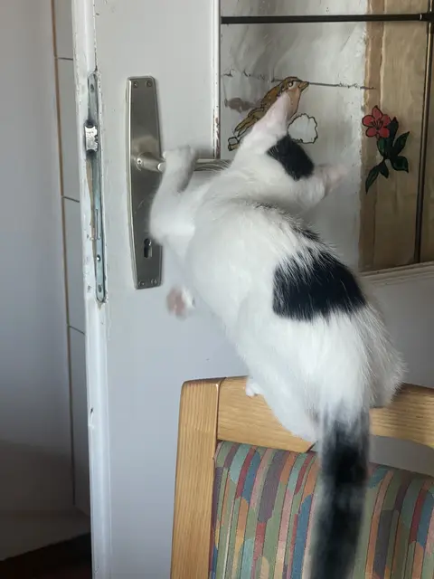 ... so geht das! | Foto: Friedrich Toussaint