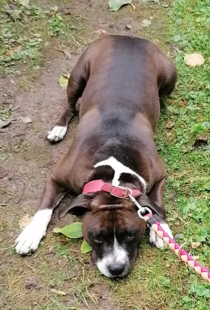 Safira - liebevolles Muskelpaket.