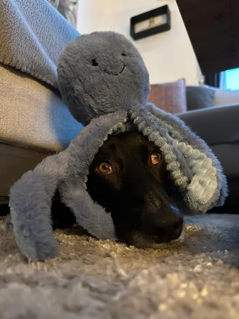 Danke an die Redaktion: Unser Johnny ist unter den zehn kuscheligsten Hunden beim Wettbewerb zum Hundetag. ❤️ | Foto: Foto Alina Schweiger